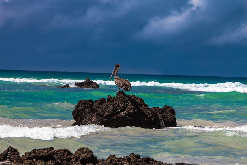 Iguana Crossing Boutique Hotel Puerto Villamil Eksteriør bilde